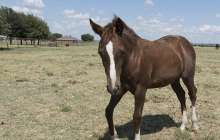 Бие айғырды бір теуіп өлтіріп қойды – видео