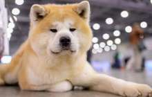 Түсіңізде ит көру не білдіреді?