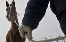 Павлодарлық полицейлер 12 адамнан құралған қылмыстық топтың жолын кесті