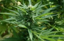 Қарағандылық полицейлер аса ірі көлемдегі есірткі заттарын тәркіледі