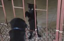 Мысық торға қысылып қалған топ-томпақ күшікті итеріп шығарды – күлкілі видео