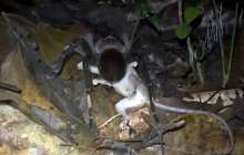 Өрмекшінің тышқанды жеп қойған сәті таспаға түсіп қалды