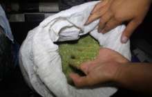 Алматы облысында ірі көлемде есірткі сақтағандар ұсталды