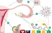 Бойға баланың бітуі қалай жүреді