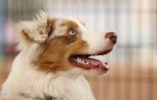 ​Қызды қадағалап тұрып сабақ оқытқан ит Желі жұлдызына айналды