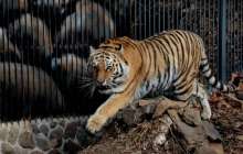 Жолбарыс өзін құтқармақ болған кісіні жеп қоя жаздады