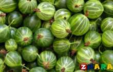 Қарлыған деген не және оның пайдасы