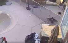 Қаршыға итке бас салды: соңында ешкім күтпеген оқиға болды – видео