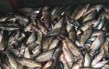 Жайық өзеніндегі балықтар қырылуына төрт компания күдікті