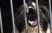 Алабай оқушыны қауып алды