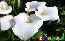 Әйел бақыты