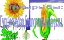 Презентация (слайд): Гүлшоғырлар,биологиялық маңызы