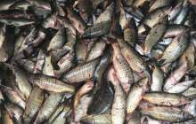 Министрлік Ойыл өзенінен бес тонна өлі балық табылғанын хабарлады