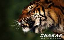 Жиі ашуланасыз ба?