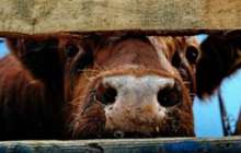 Алматы облысында мал ұрлығымен күрес жұмыстары күшейтілді