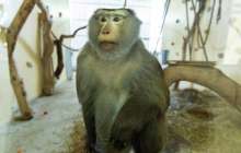 баласымен серуендеп жүрген маймыл желіні күлкіге батырды – видео  