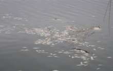 Атыраудағы Орал өзенінде балықтар жаппай қырылып жатыр