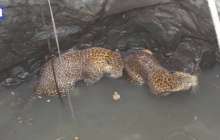 ​Үндістанда құдыққа түсіп кеткен леопардтар құтқарылды