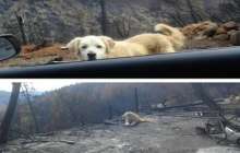 Күшік бір ай бойы өртенген үйде өз иесін күткен