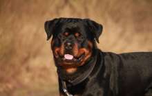 Алматыда қабаған иттер екі жасар қызды шайнап тастады