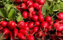 Шалғам тураны не білесіз? |