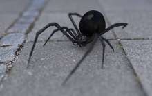 Ғалымдар опоссумды жеп жатқан алып өрмекшінің үстінен түсті – видео