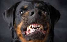 Алматыда 3 жасар қызды ит талап өлтірді