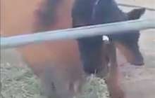 Ит жылқымен жағаласып шөп жеп жатыр