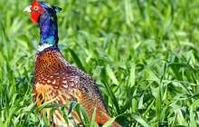 Көктемгі аңшылық маусымында құс атуға тыйым салынды