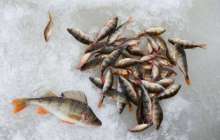 Жайықтағы балықтың қырылуынан қанша шығын келгені белгілі болды