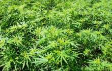 Қарасора егемін деп сорлап қалды