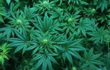 Алматы облысында үйінің жер төлесінде есірткі өсірген тұрғын ұсталды