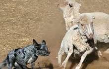 Британияда қойларға шабуыл жасаған иттердің ДНҚ базасы жиналуда