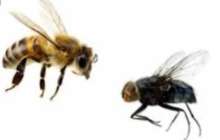 Әпсана: Бал арасы мен шыбын