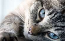 Мысықты жұмыстан қуған басшының өзі қызметінен босады