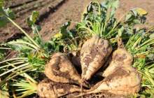 Алматы облысында қант қызылшасын өсірумен айналысатындар ақшасын ала алмай жүр