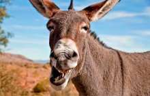 Есектің даусы адам денсаулығына зиян. Мұны Құранда қалай дәлелдеген?