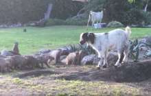 Лақ бір топ жыртқышқа тойтарыс берді