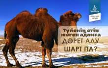 Түйенің етін жеген адамға дәрет алу шарт па?