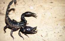 ​Шаян ұшаққа кіріп кетіп, жолаушыны шағып алған