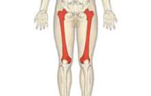 Үлкен ұршық сынығы. Кіші ұршық сынығы