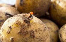 Ақмола облысында төрт адам жертөледе көз жұмды