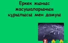 Презентация (слайд): Еркек жыныс жасушаларының құрылысы мен дамуы