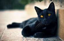 Түс жору: Мысық. Түсте мысық көру • Түс Жору