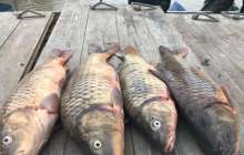 Түркістан облысында "браконьер" полицей ісі бойынша тағы екі күдікті ұсталды