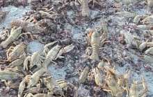 Жүздеген шаян Каспий жағалауына шығып қалған