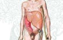 Гликолипидоздар