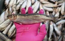 Жайық өзеніндегі өлі балықтар: министр түсініктеме берді