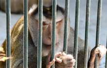 Маймыл жаңа туған нәрестені анасының құшағынан тартып алып, тістеп өлтірді