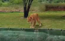 арыстан туристерді қуамын деп жардан құлап кетті – видео